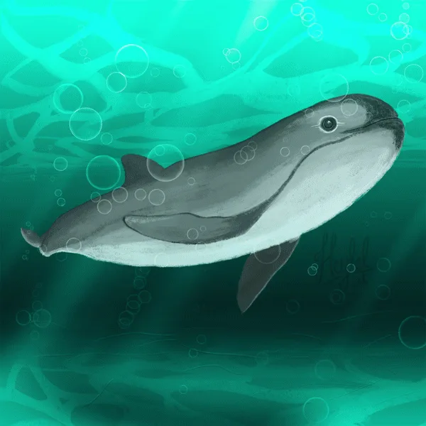 vaquitas