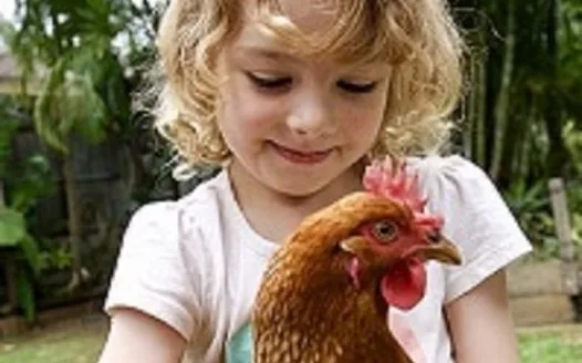 Do you want to support backyard chickens in Coppell, Texas?
