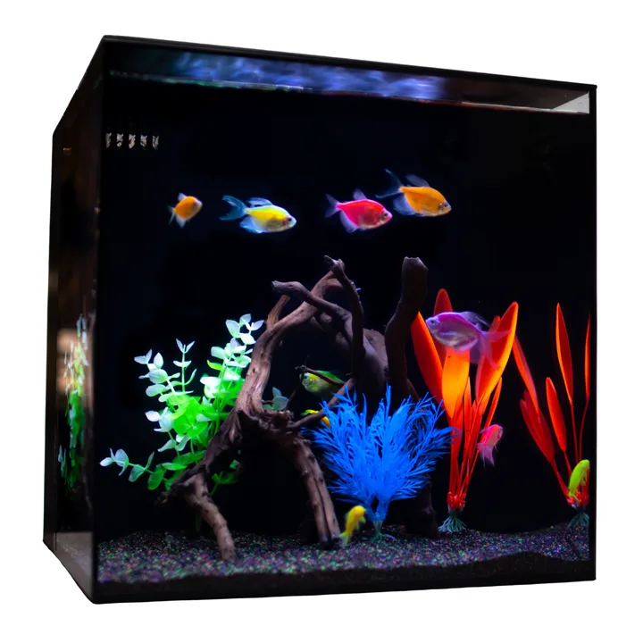 Allow GloFish in Canada