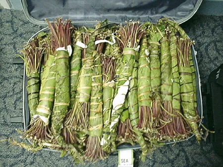 Ban Khat in the UK