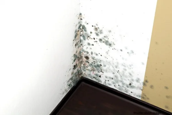 MOLD found in LASD — Protect the Students and Staff