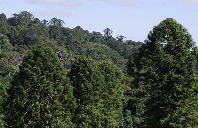 Save our Bunya plantations!