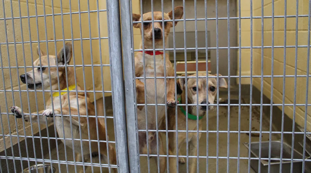 PLEASE Don\'t Unnecessarily Kill Our SC Dogs!