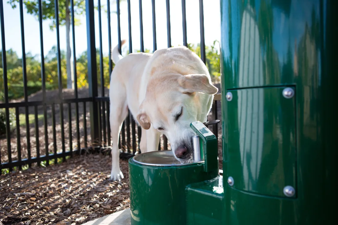 Chestermere drinking stations for dogs