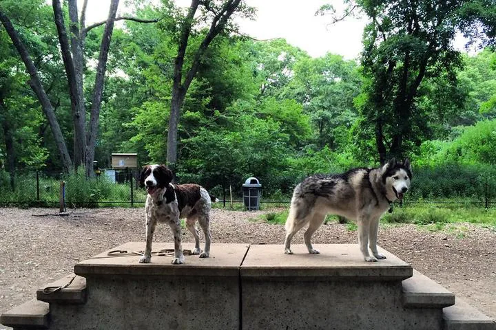 Build a Dog Park in Braintree, MA!
