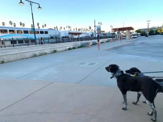 Large pets want to travel on Amtrak with their family