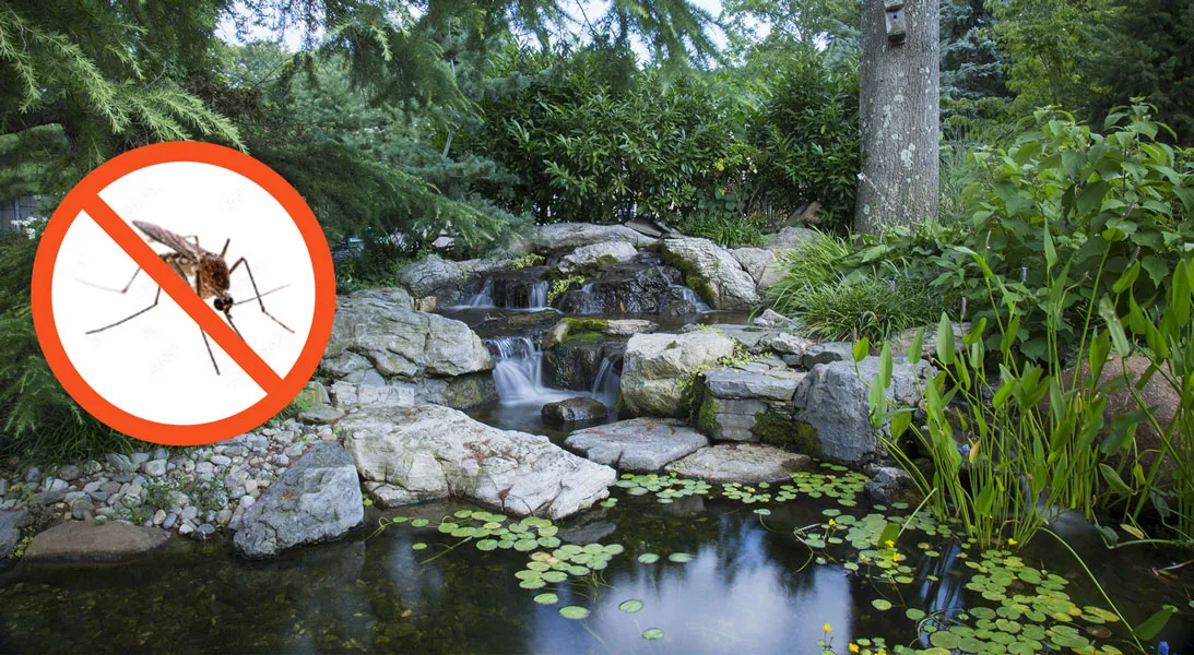 Control the mosquitos in new developed community around Kizell pond