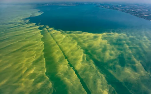 STOP Harmful Algal Blooms