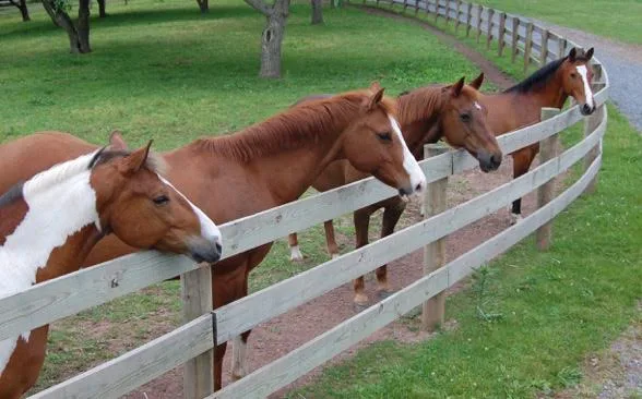 Anti-Horse Slaughter