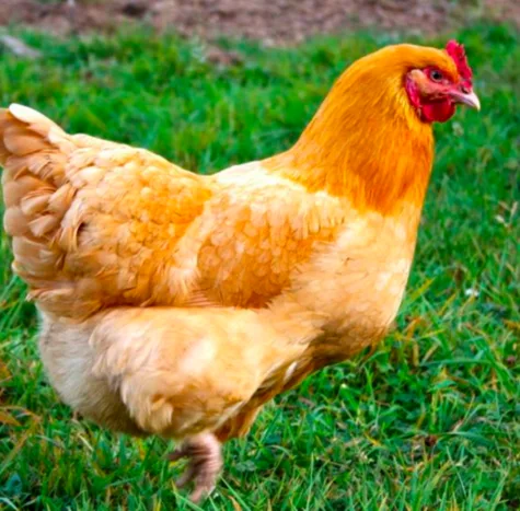 For Backyard Chickens in Whispering Pines