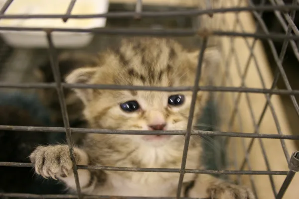 Put a stop to Animal Experimentation NOW!