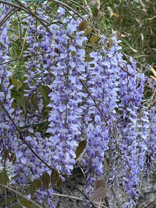 Save the Wisteria