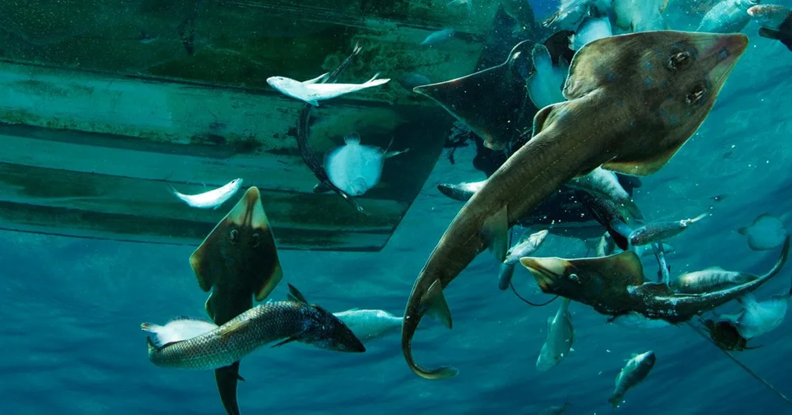 SAVE THE VAQUITA
