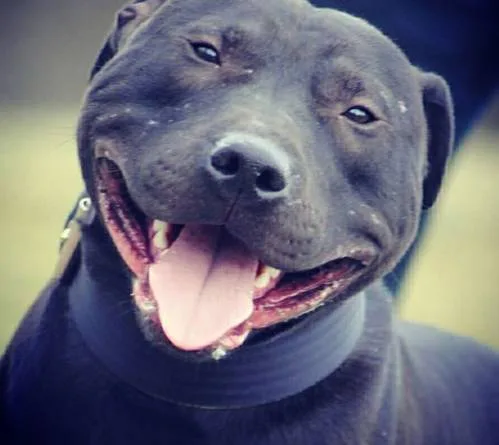 Say no to powerbreeds discrimination