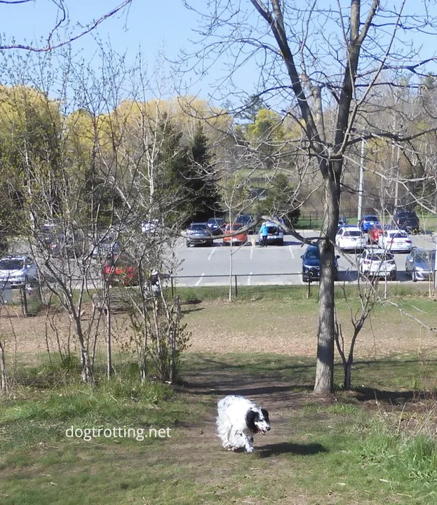 Establish Off Leash Dog Park in the City of Rockland, ON