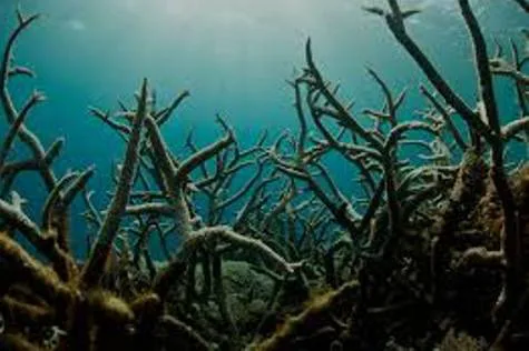 Help Bring Ocean Acidification to Congressional Attention!