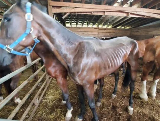 SAVE OUR STANDARDBREDS FROM SLAUGHTER