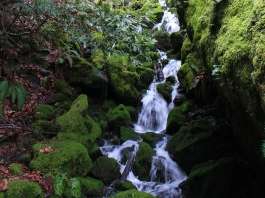 Save Pipe Fork Creek