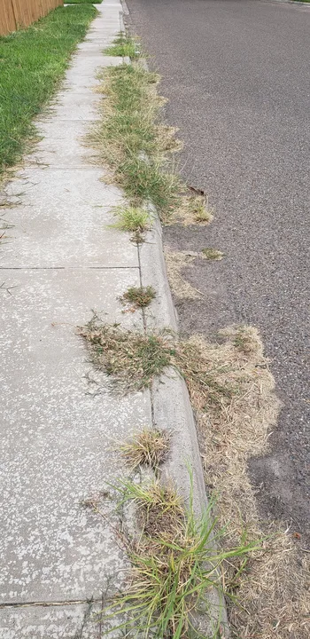 City of Bremerton resident protest to the use of the herbicide glyphosate and other synthetic pesticides on the streets and sidewalks of Bremerton.