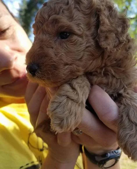 Return Adonai Rare Poodles to Cathie Warren--Odegaard