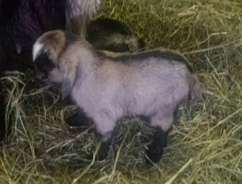 Get a Goat