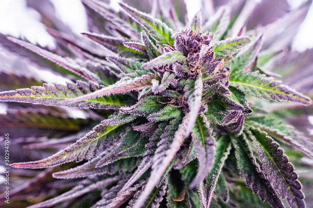Legalize Marijuana