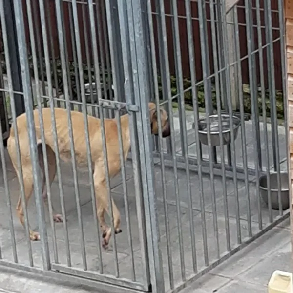Open Letter to Peter Dowd MP, Urgent Action Needed for Bella, Bootle Merseyside