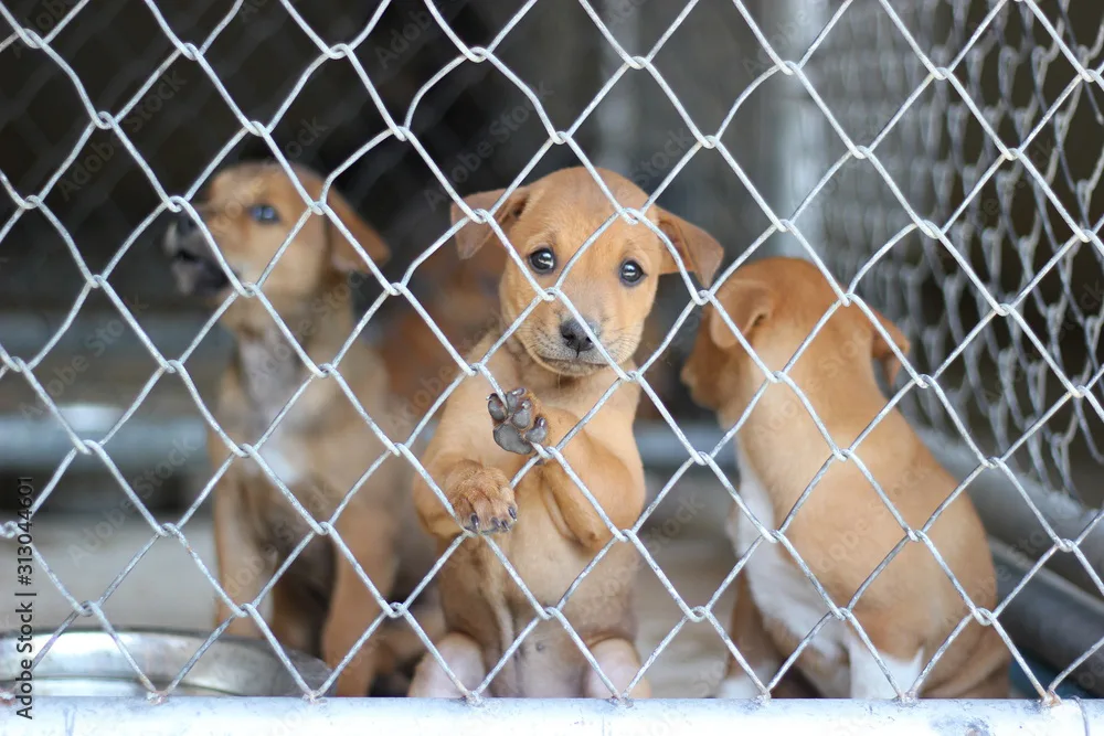 Kids against puppy mills