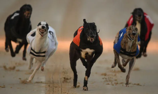 Ban Greyhound racing NZ