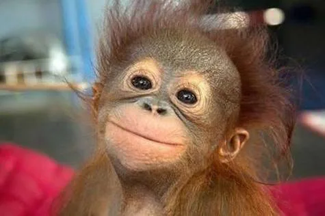 Save our orangutans