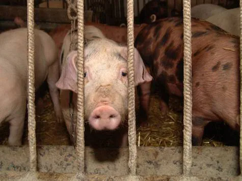 Stop the Cruelty
