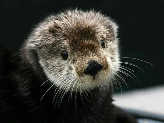 Save the Sea Otters!