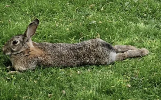 Protect Leeds Campus Bunnies!