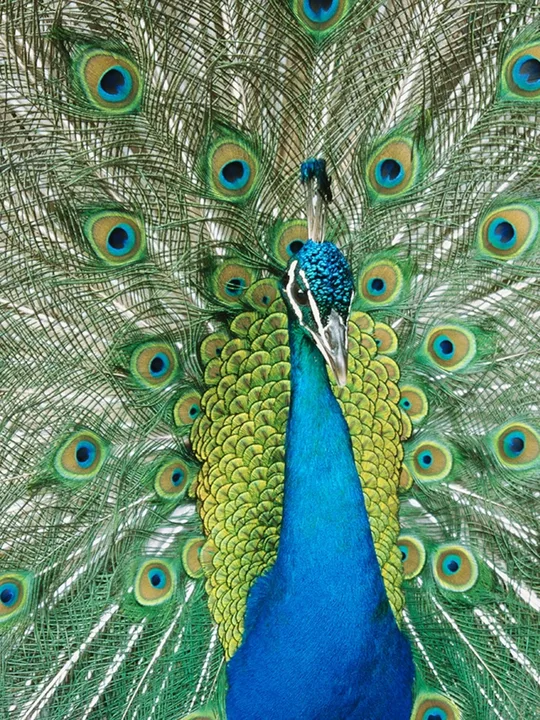 DYING BIRD OF IMMORTALITY