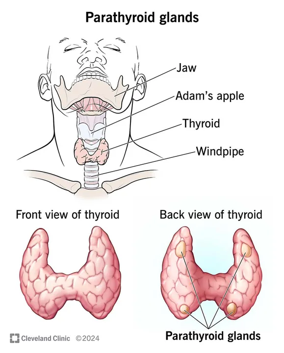 Hyper PARAThyroid Disease-Alert the media!