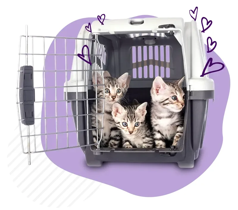 Stop the Senseless Euthanization of Shelter Animals