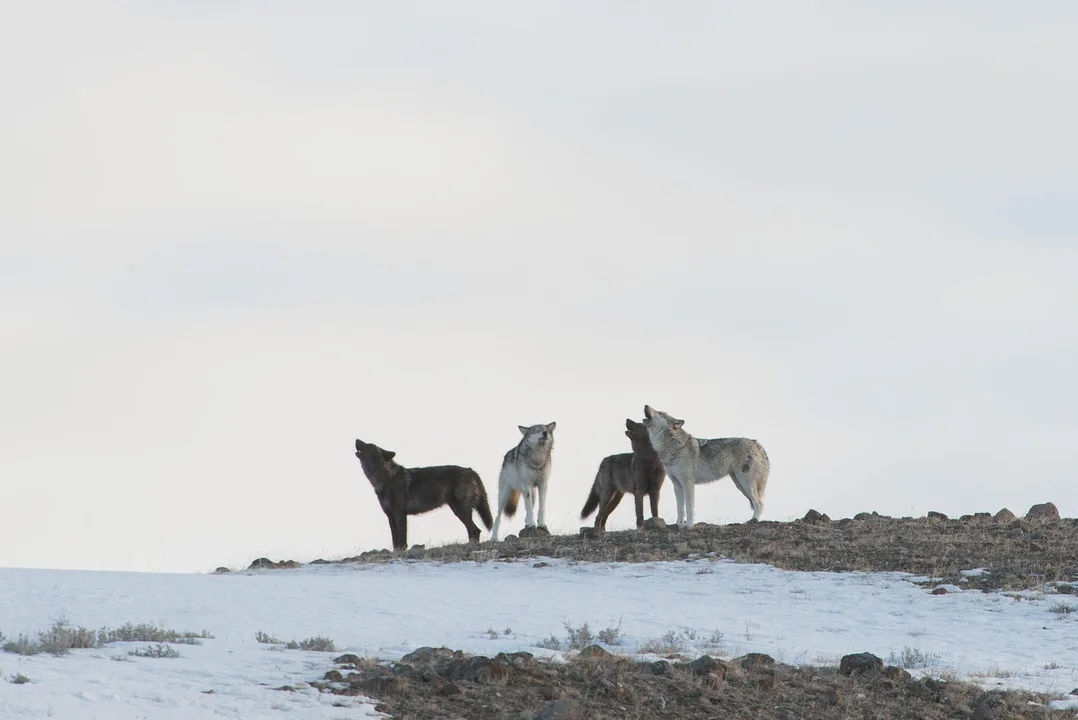 Relist the Grey Wolf, They are Still Endangered