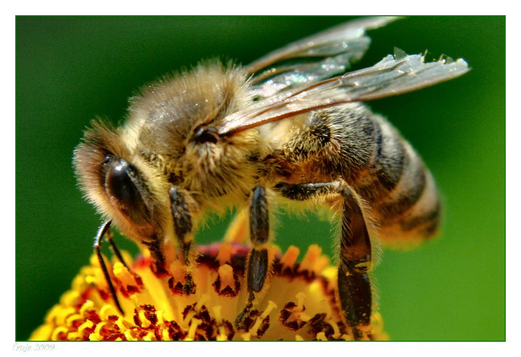Plant more bee friendly flowers on the UMN campus!