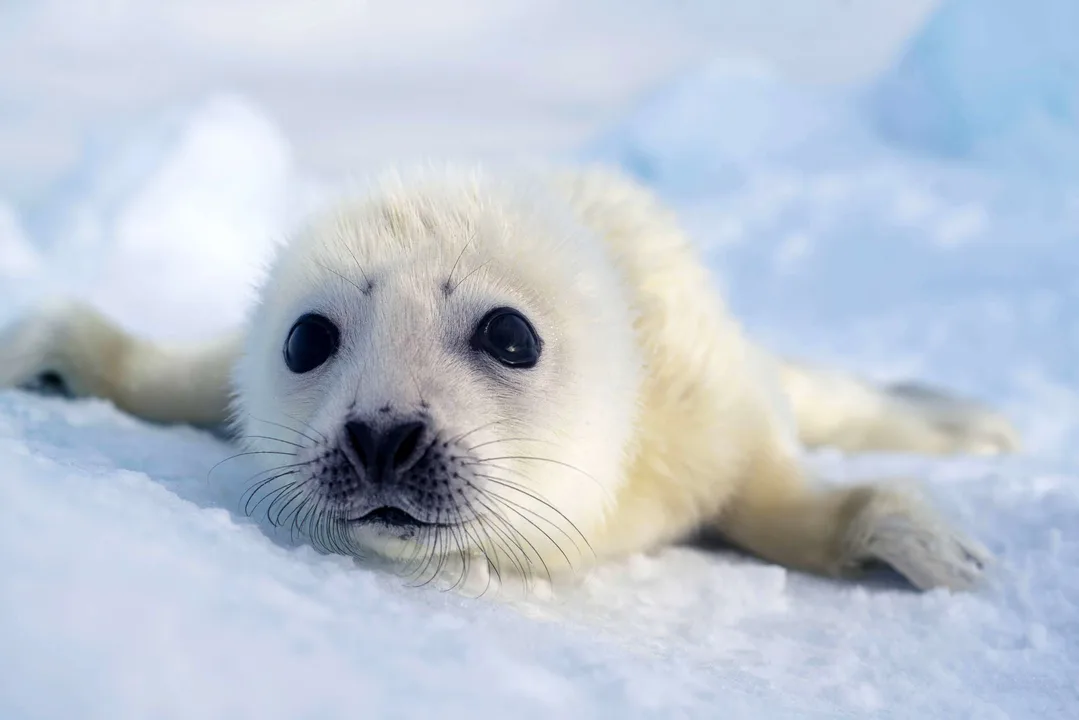 save the canadian seal harvest