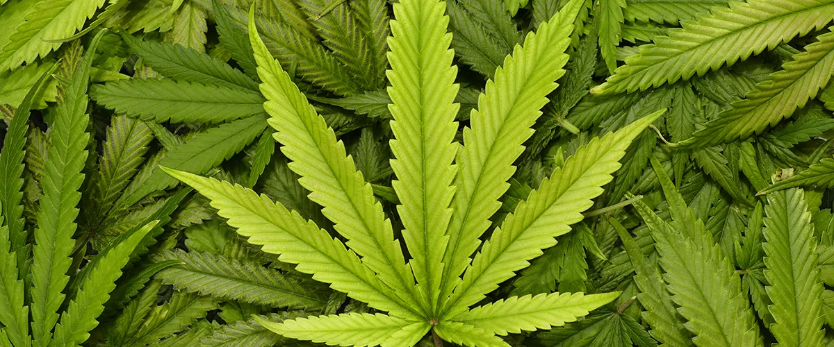 Marijuana