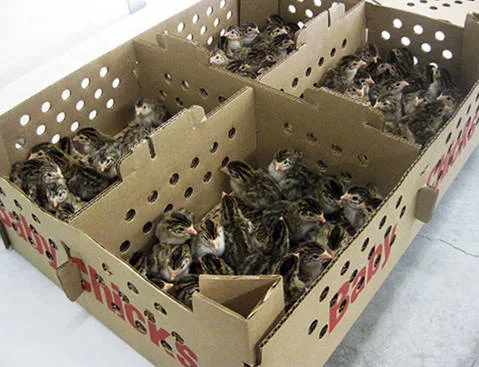 Get UPS to Deliver Day Old Poultry