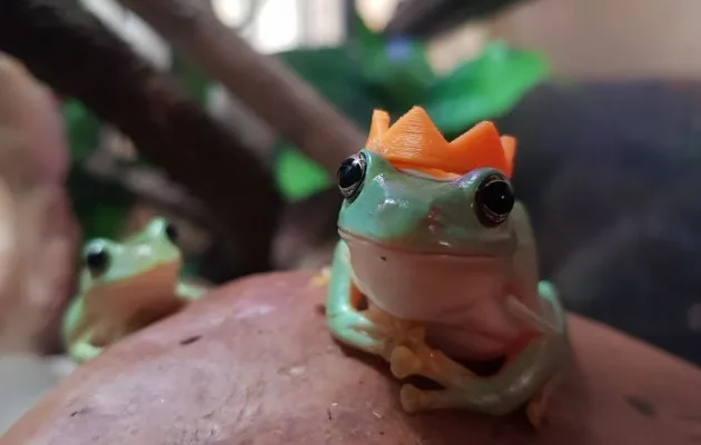 CAMPUS FROG