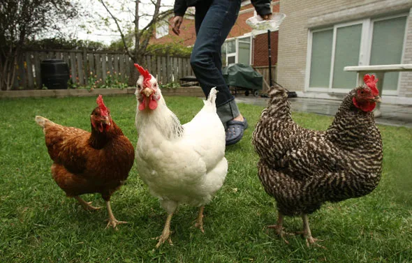 Backyard Chickens in Carriage Run