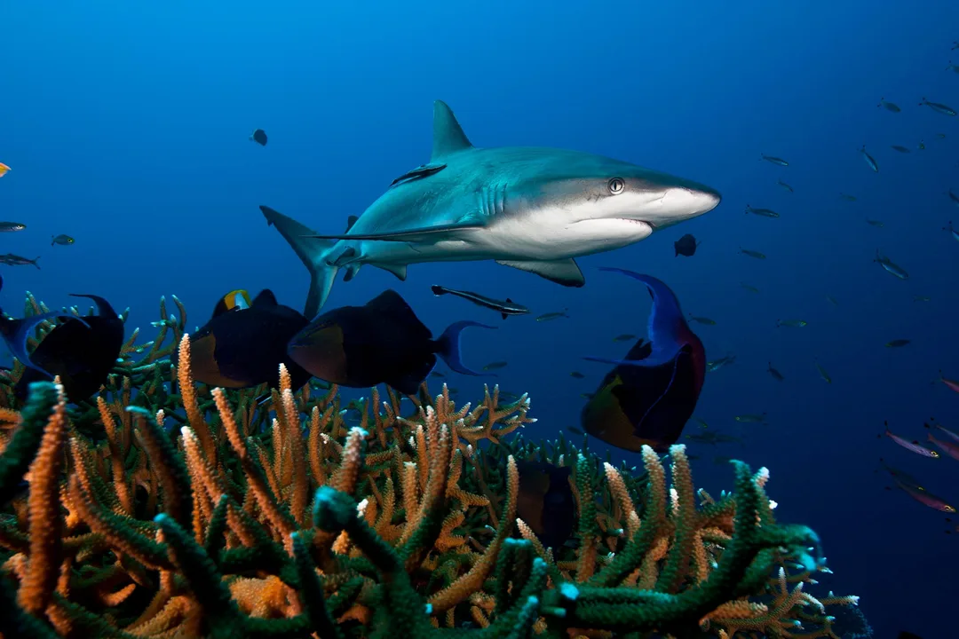 SharkFinningIsBad