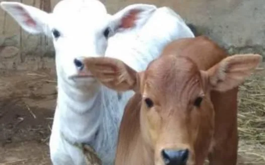 Save our own A2 indian cows