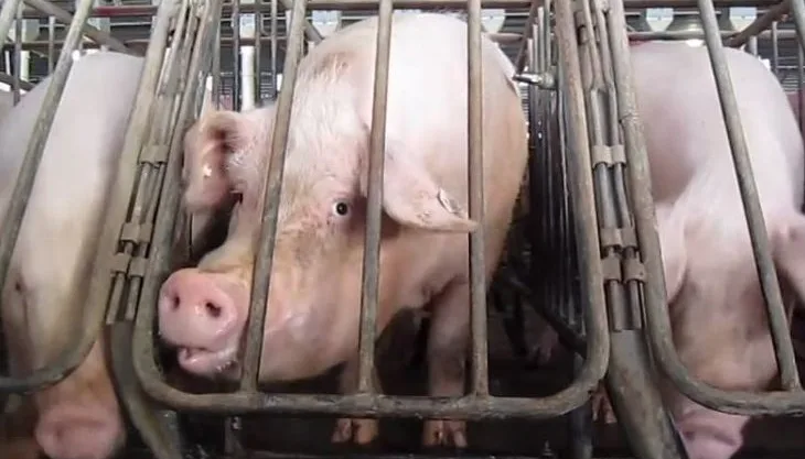 Ban Factory Farming Pigs In New Zealand