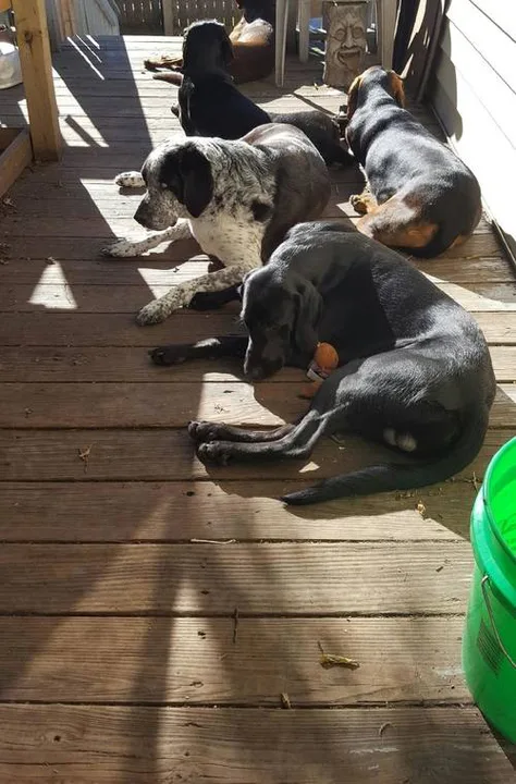 Keep my dogs together