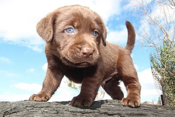 Get the Spence family a dog!