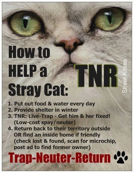 Demand Justice for Lucy! Support Humane and Equal Medical Treatment for Feral Cats