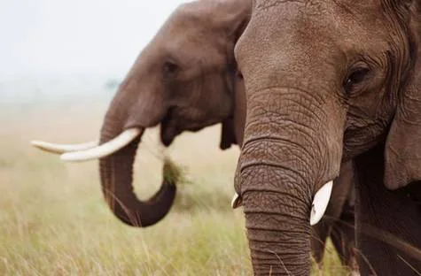 Stop The Elephants At The Guilford Fair